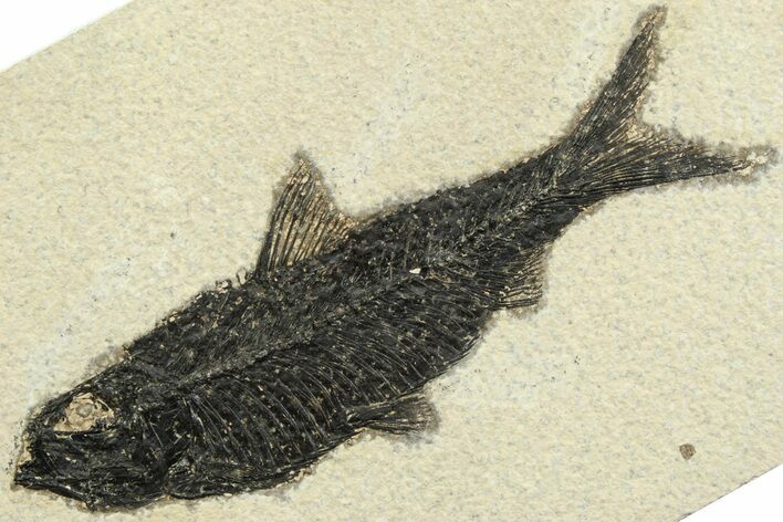 Detailed Fossil Fish (Knightia) - Wyoming #356783